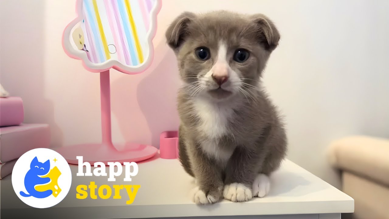 У этого &laquo;Дата&raquo; самое милое лицо, которое вы когда-либо видели | HAPP