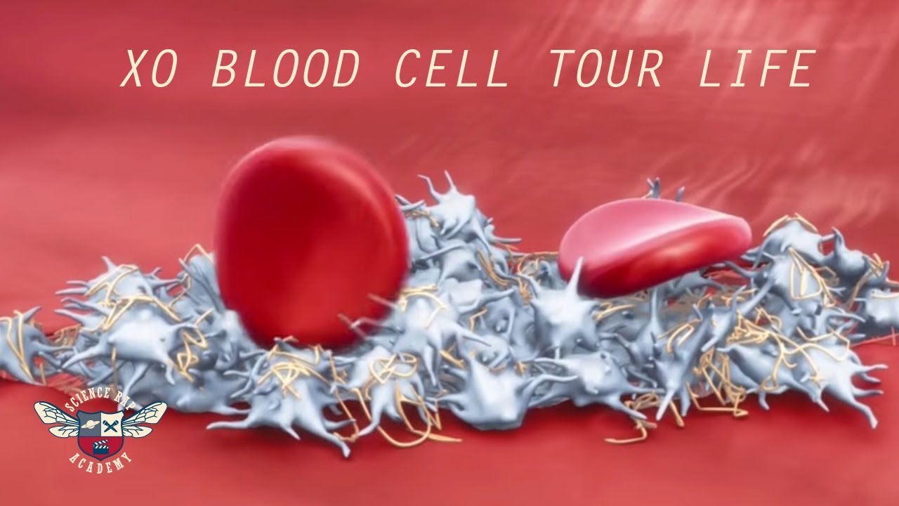 Blood Cell Tour Life (Hemostasis Rap) - Science Rap Academy