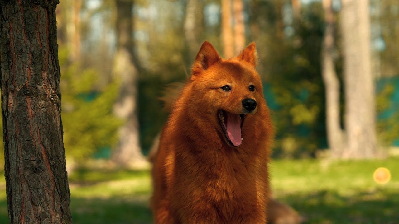 ЩЕНКИ КАРЕЛО-ФИНСКОЙ ЛАЙКИ здесь и сейчас! :: The PUPS of FINNISH SPITZ here and now!