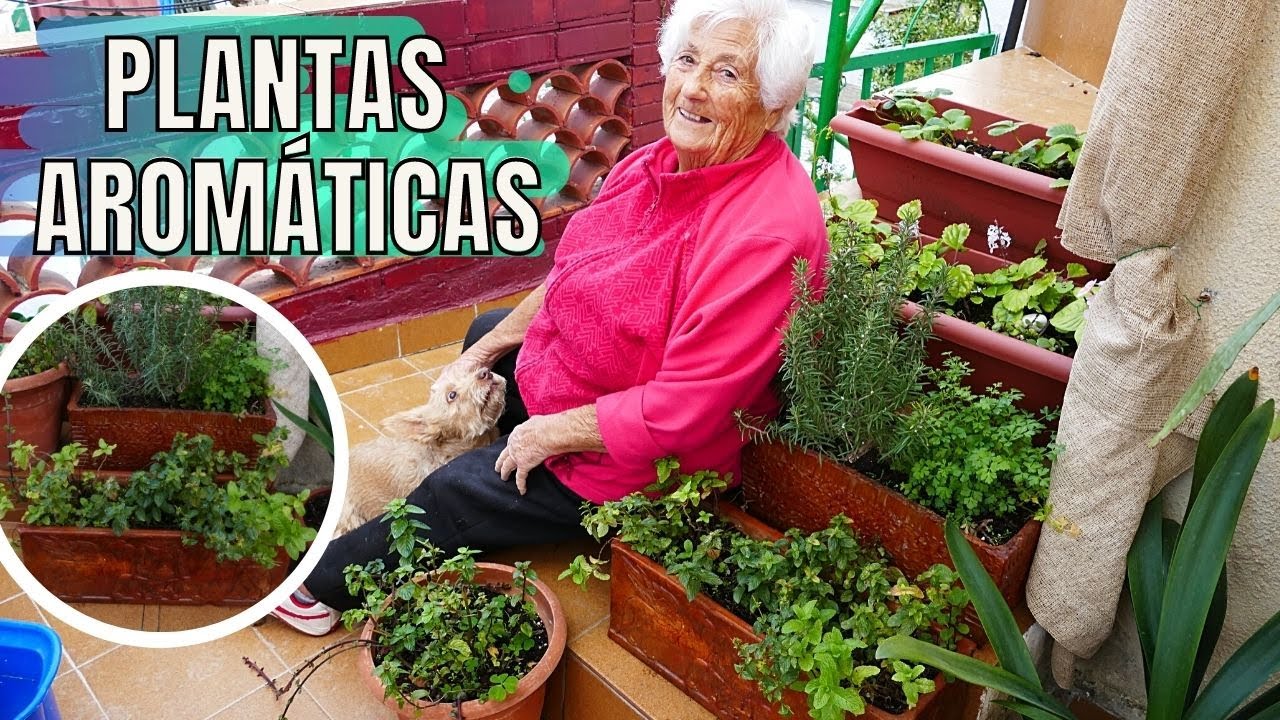 PLANTAS AROMATICAS🌿 Imprescindibles En Casa (CUIDADOS Y MANTENIMIENTO)