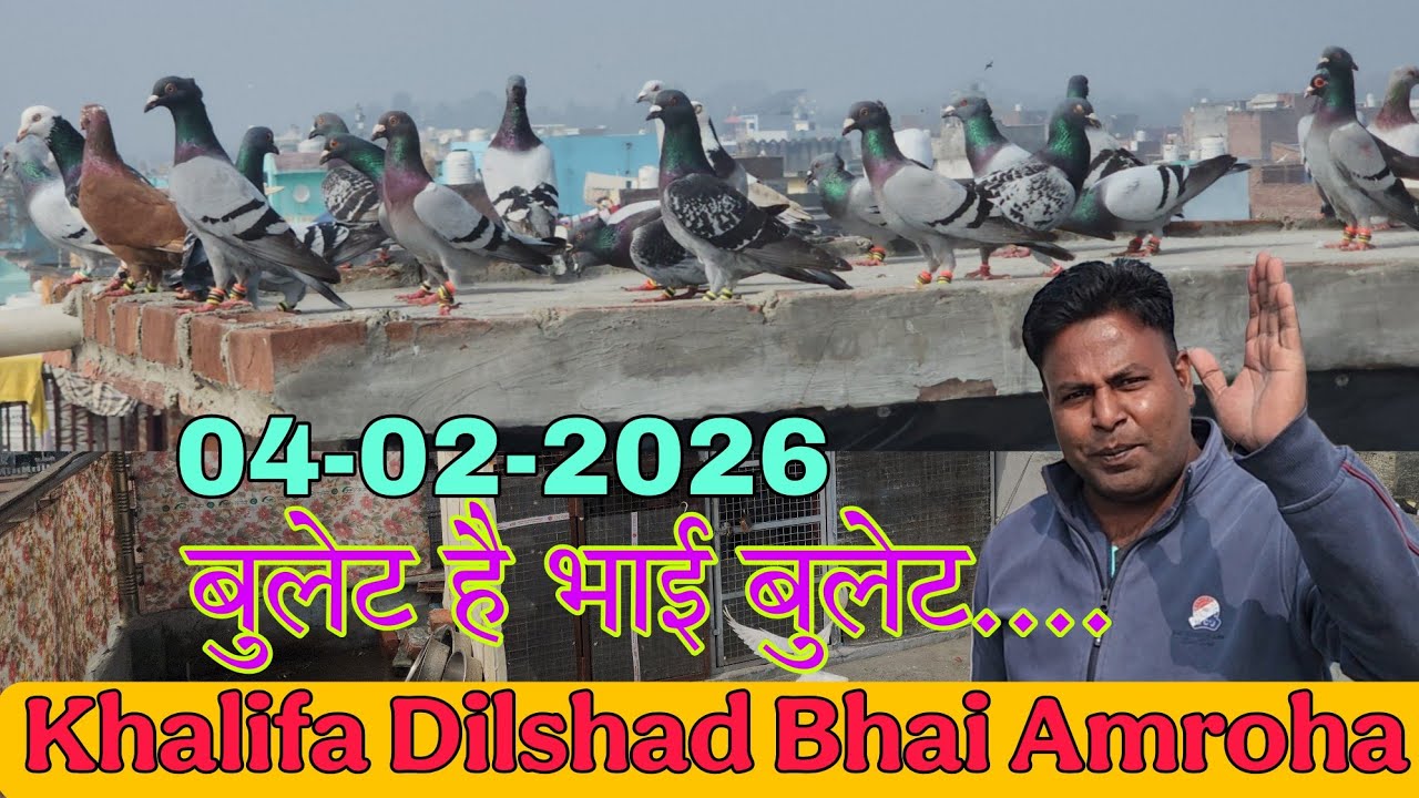 Amroha ki kabootar bazi 04-02-2026. Khalifa Dilshad bhai ke patiyale kabootar ka shoq.