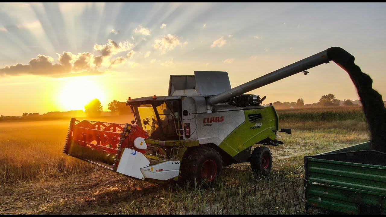 🇵🇱 Żniwa Rzepaku 2021 w GR CIESIELSKI | Claas Tucano 430 | Świerkot Tech Agro |