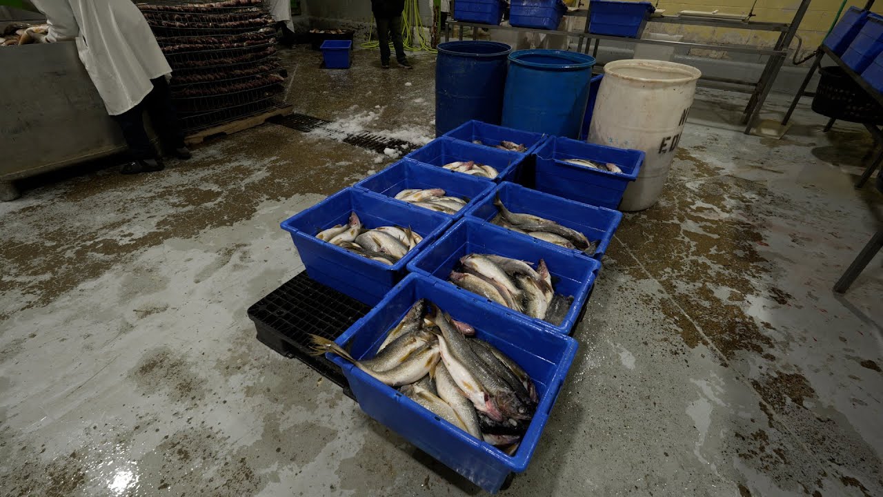 Sustainable Fishing: Red Lake Nation's Model for Indigenous Stewardship