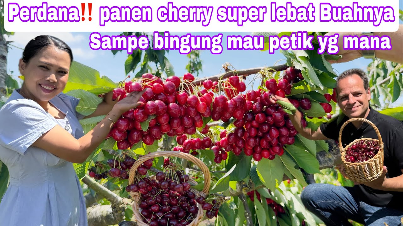 PERDANA‼️PANEN CHERRY SUPER SUPER LEBAT || SAMPE BINGUNG MAU AMBIL YG MANA