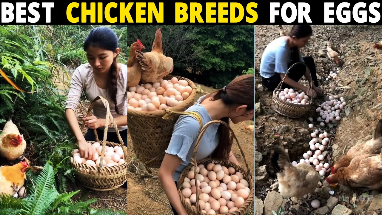 Best Chicken Breeds For Eggs - Rhode Island Red, White Leghorn, Buff Orpington, Astrolorp Chickens