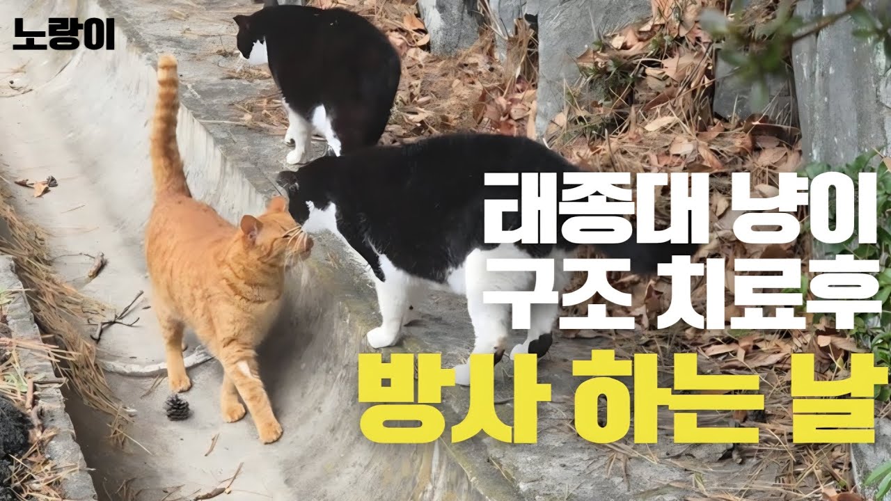 태종대 아픈냥이 치료후 방사하는날 다시 따라올려고해서 하늘도땅도 저도 동행한 방울이집사님도 울었습니다#태종대고양이#길냥이구조
