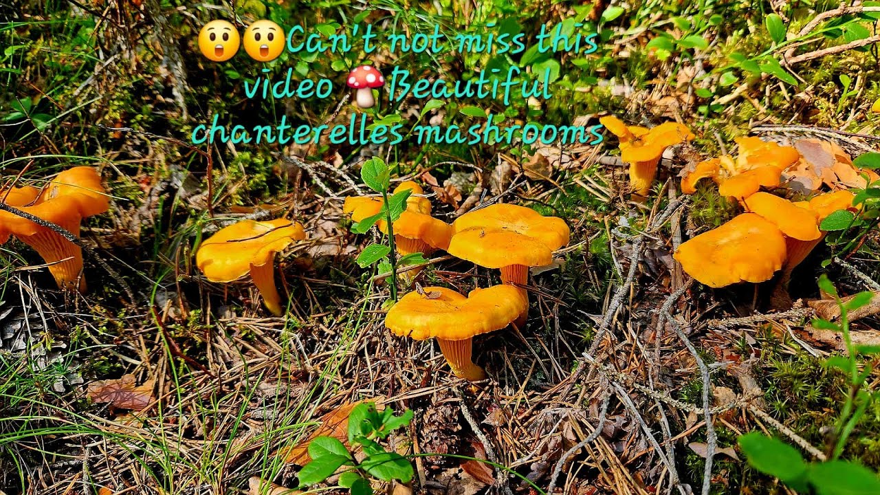 😮😮Can´t not miss this video 🍄‍🟫🌲  Beautiful chanterelles mushrooms.