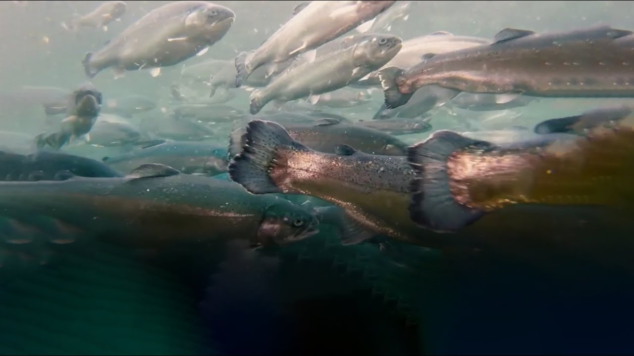 4 Pillars of Excellence in fish nutrition