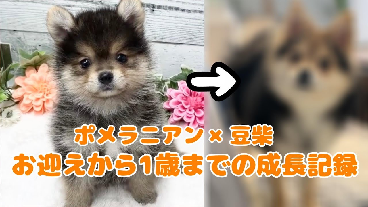 たぬきからキツネへと変貌を遂げたうちの犬
