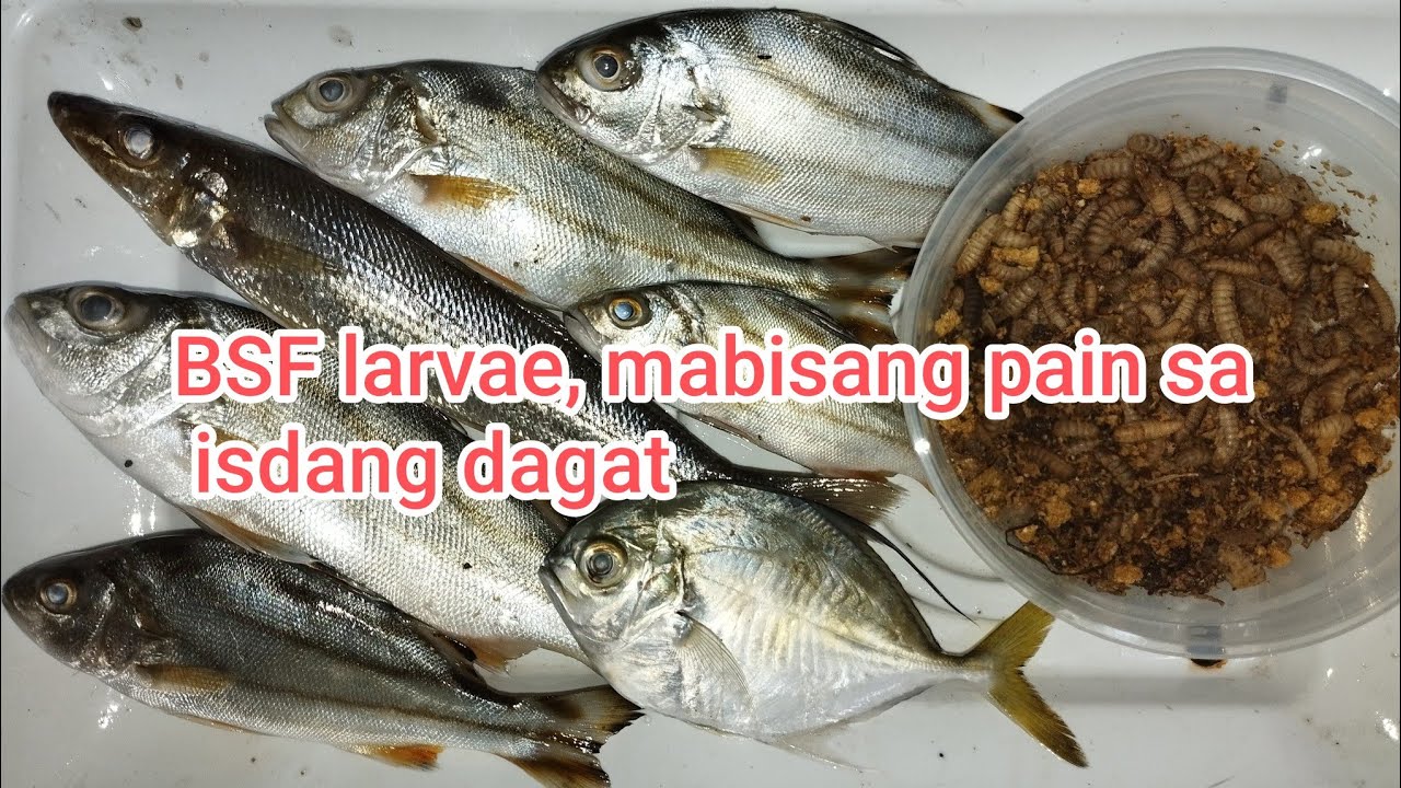 mabisang pain sa isdang dagat ang black soldier fly larvae or BSF uod.Manila bay fishing using BSF