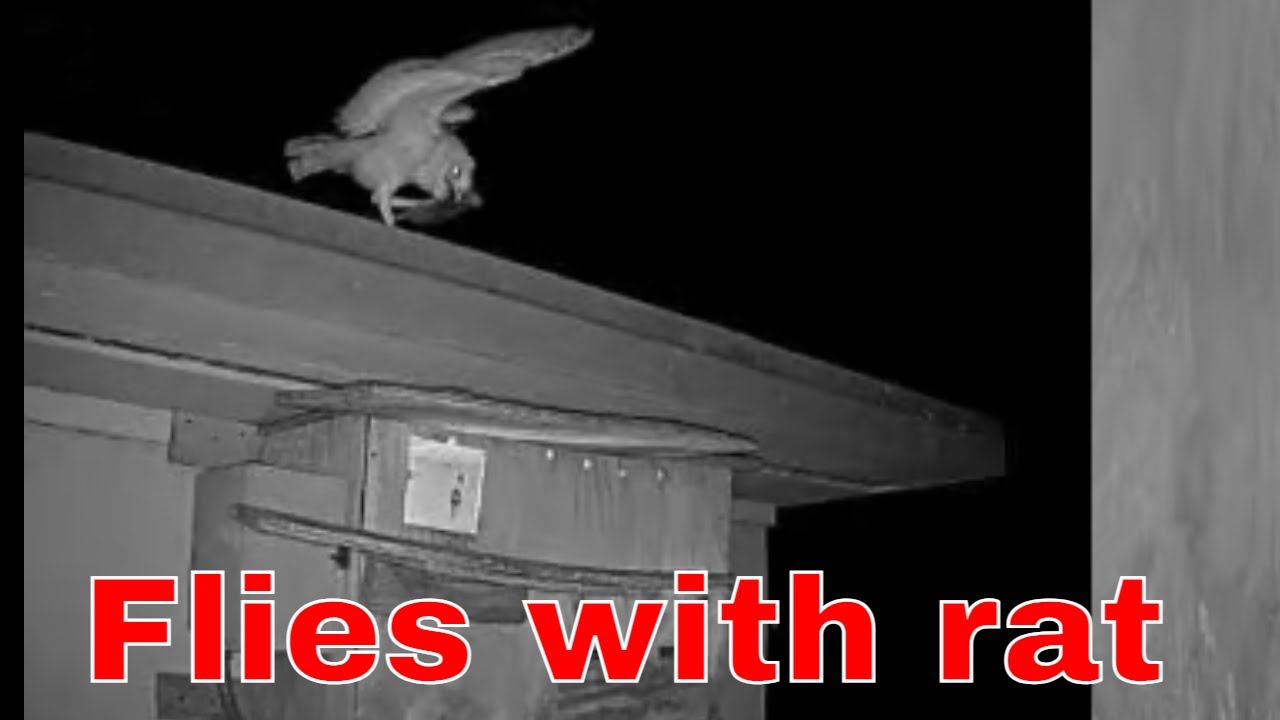 Barn Owl Fledgling Returns With a Rat — Wildlife With a Future 🦉🐀