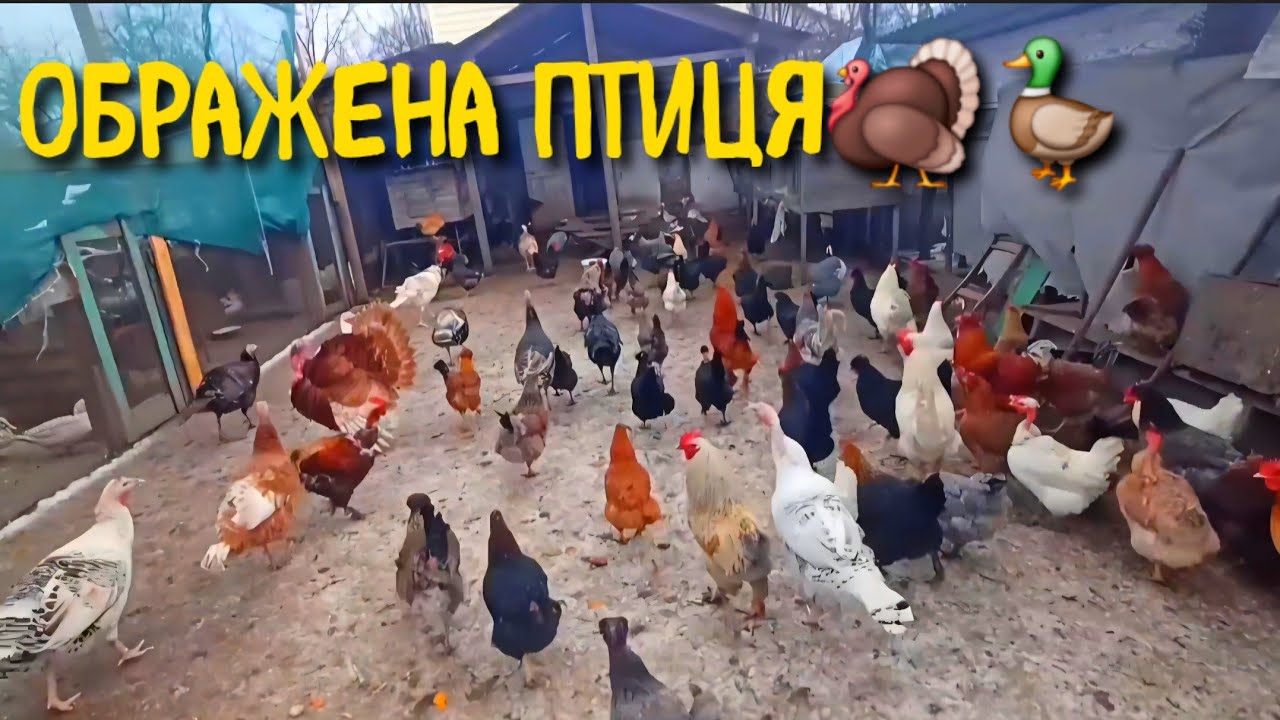 Чому вони не раді мене бачити сьогодні?  Чекаю клієнтів на качок . Формую сімї на майбутнє 