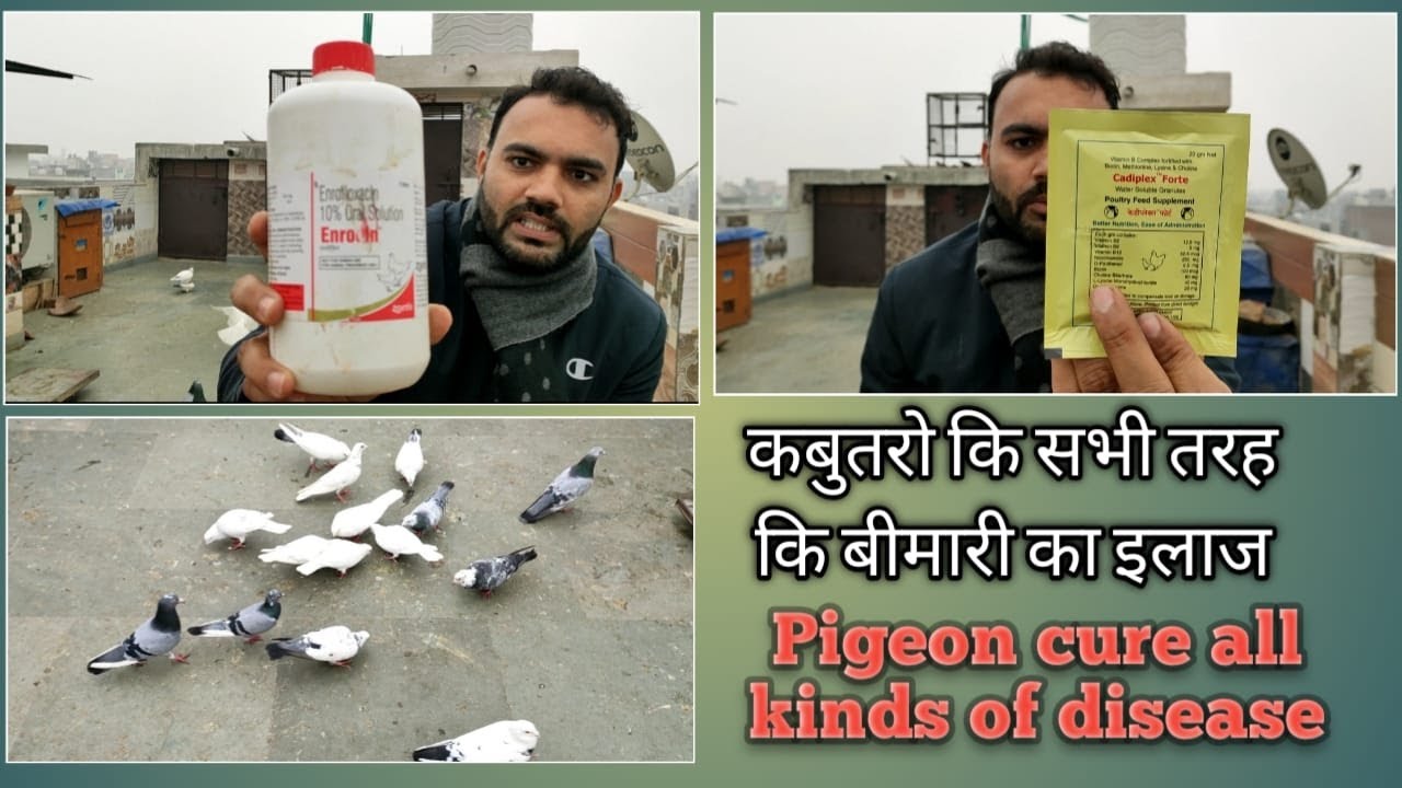 कबुतरो कि सभी तरह कि बीमारी का इलाज । PIGEON CURE OF ALL KINDS OF DISEASE ! ENROFLOXACIN ! CADIPLEX