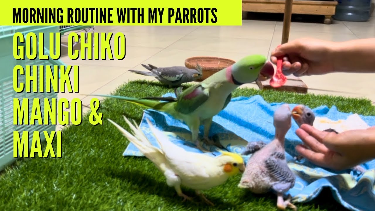 Vlog With My 5 Tamed Parrots #parrot #alexanderparrot #birds #peekaboo #tamed #babyparrot #petbird