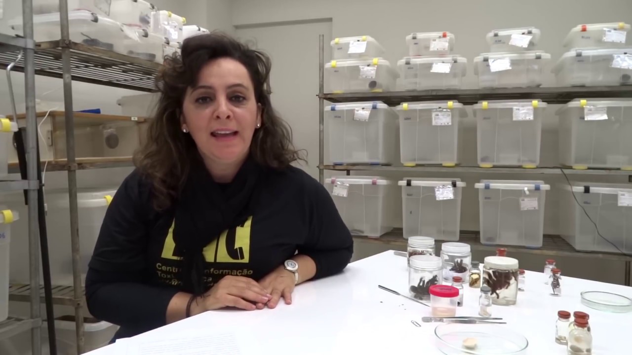 Curso Animais Pe&ccedil;onhentos - Phoneutria, Loxosceles, Latrodectus