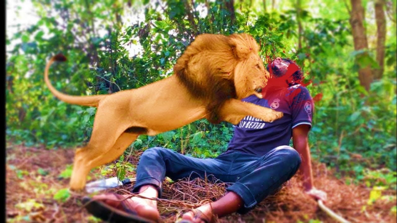 Lion Attack Jungle In Boys | Lion King In Jungle | Lion Attack 