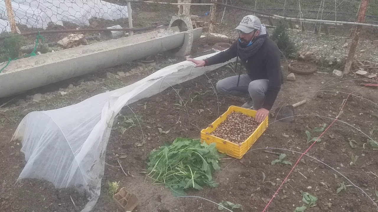 تربية الحلزون 🐌🐌🐌تحت الانفاق البلاستيكية👌👌..تجربة رائعة و غير مكلفة💲💲