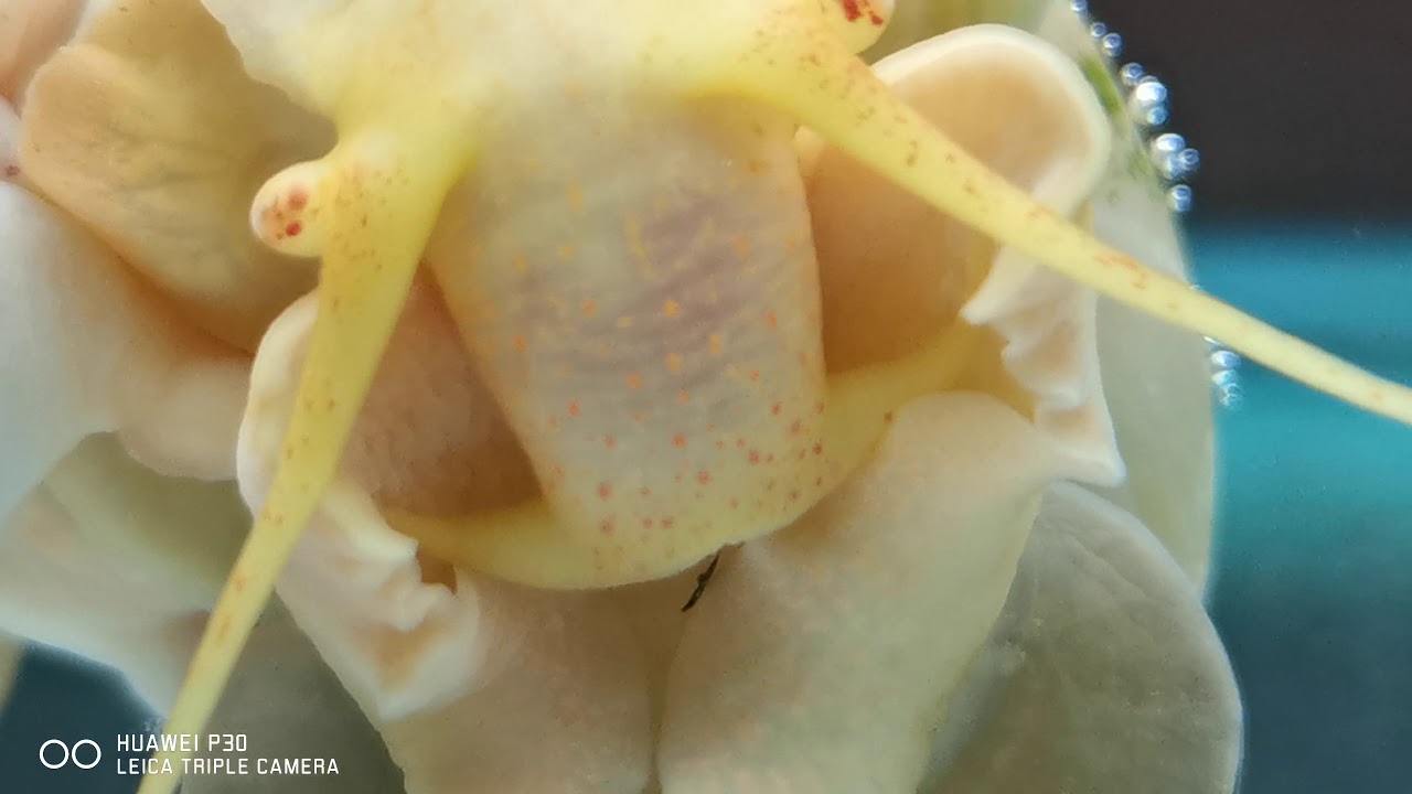 Mystery Snails Mating