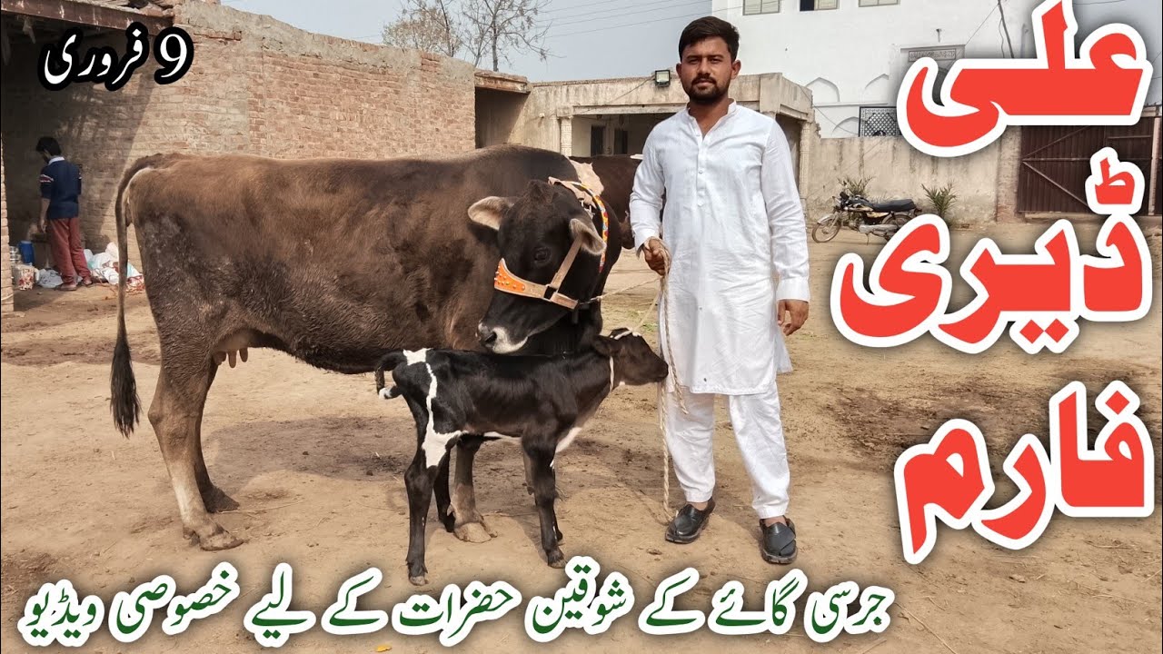 Pure Jarsey Cow Cholistani Fresian cross breed cows !Ali Best 