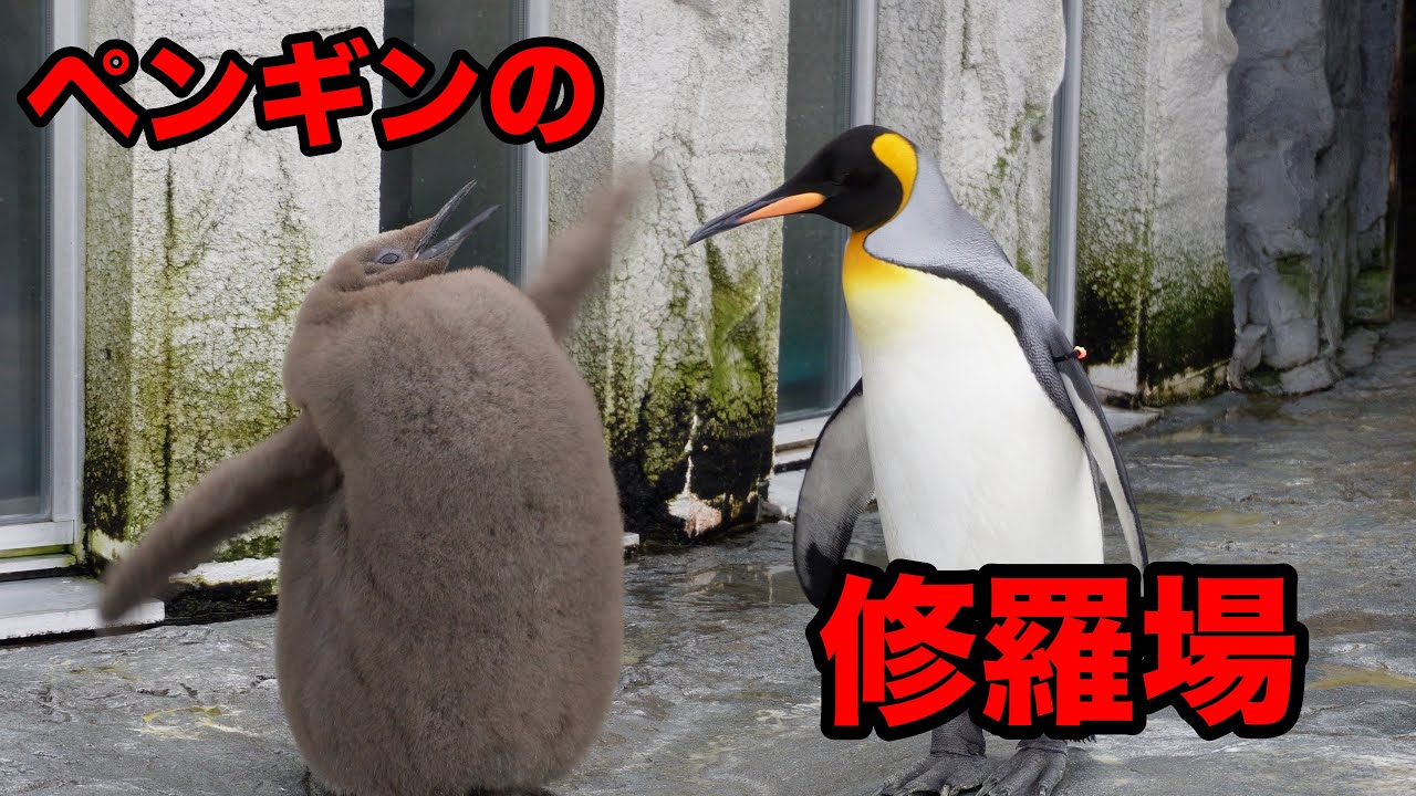 修羅場！！ペンギンの喧嘩！！