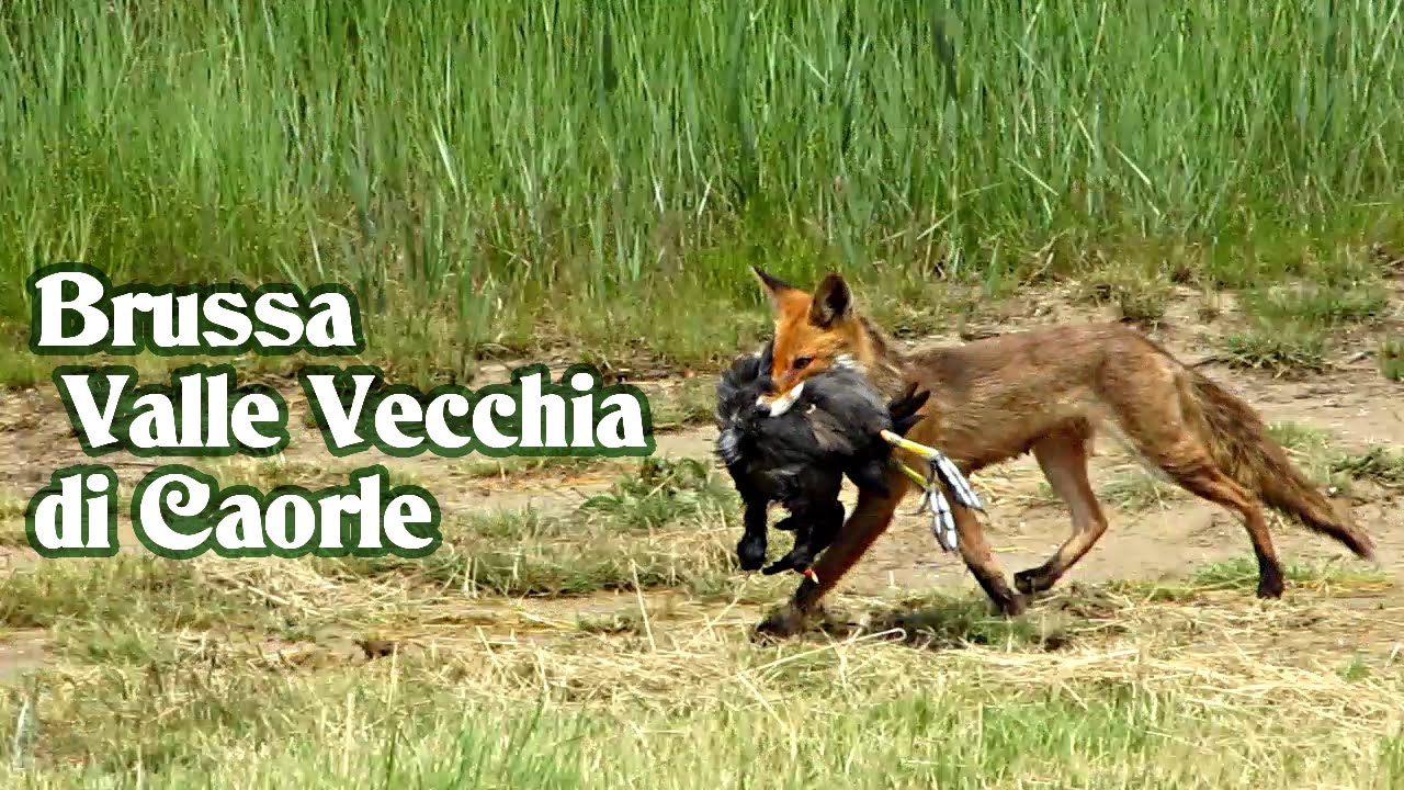 Oasi Brussa Valle Vecchia di Caorle - 2016 -