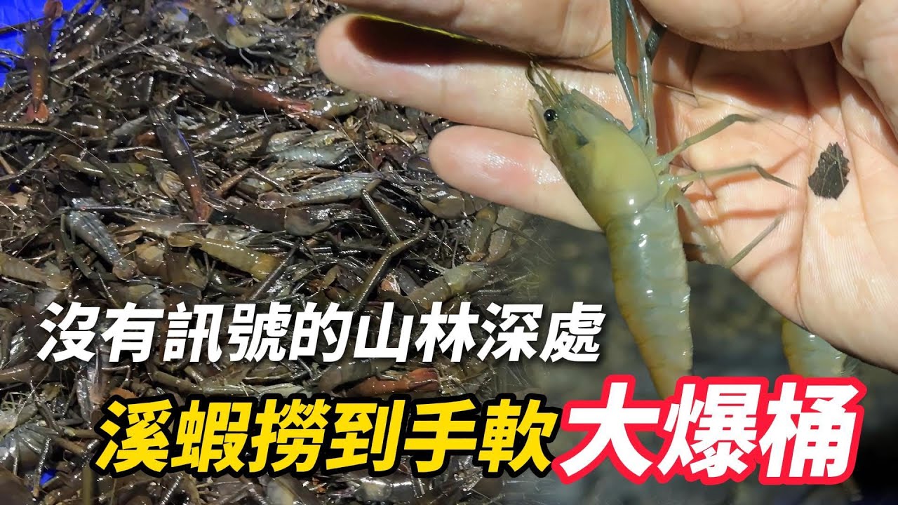 溪蝦系列｜路邊的溪蝦/腳邊的苦花/完全不怕人的魚蝦。