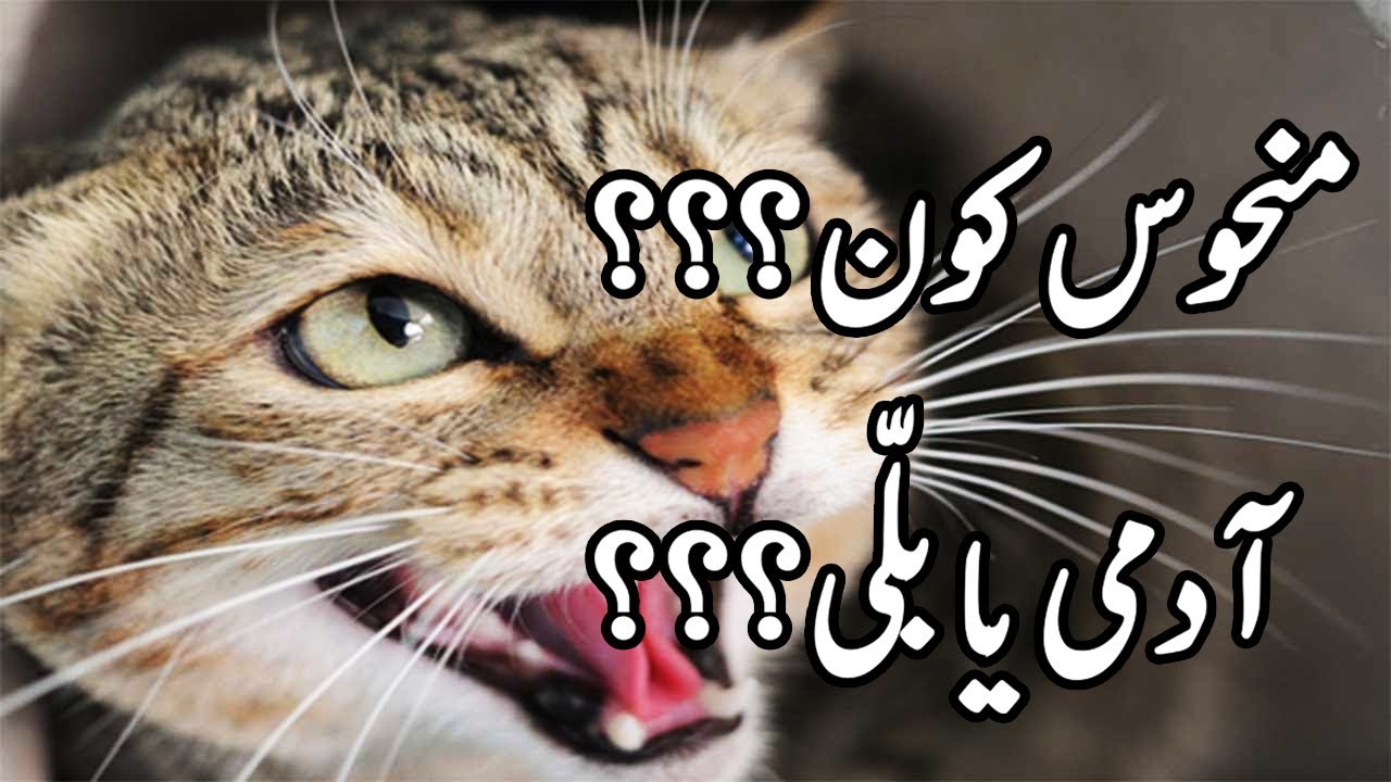 Dawateislami | Manhoos Kon?? Admi Ya Billi??? | By Maulana Imran Attari