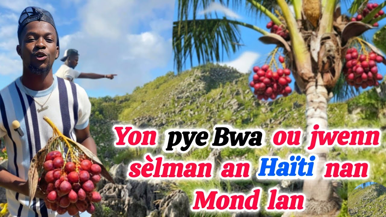 Vinn dekouvri yon Bwa🌴 ke se sèl an Ayiti wap  jwenn li nan tout  mond lan (yon pye Bwa andemik)