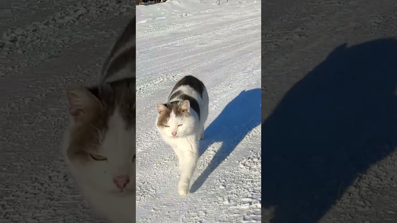 Чудесный зимний день. Дима и его кошачья компашка.