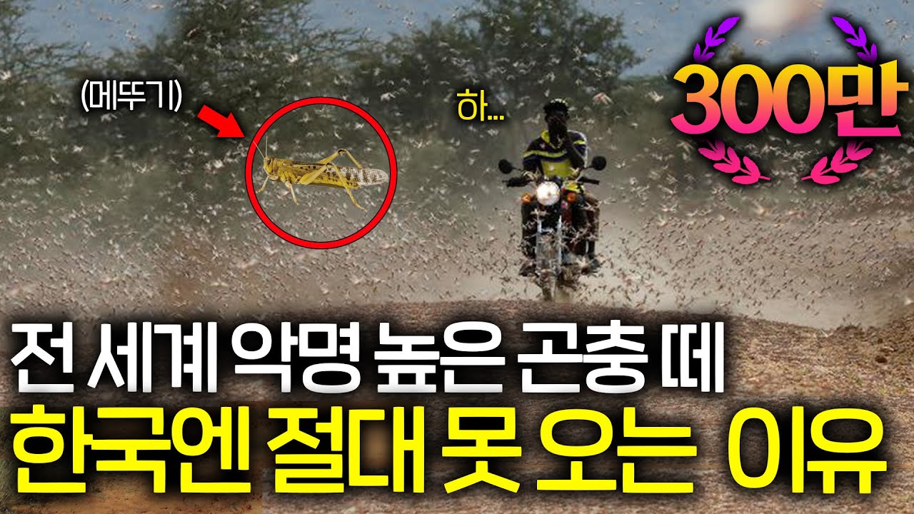 3일이면 곤충 떼 싹쓸이하는 한국의 놀라운 방법 ㅋㅋㅋ