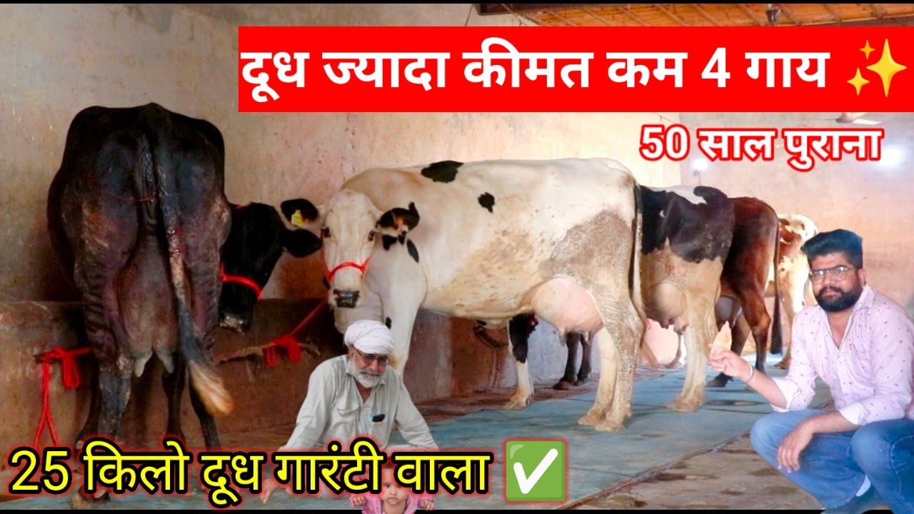 ✨दूध के असली ड्रम खरीदो 💫 30 किलो दूध तक वाली मात्र 45000₹ से दाम शूरू 👍 500km ट्रांसपोर्ट फ्री 🚚