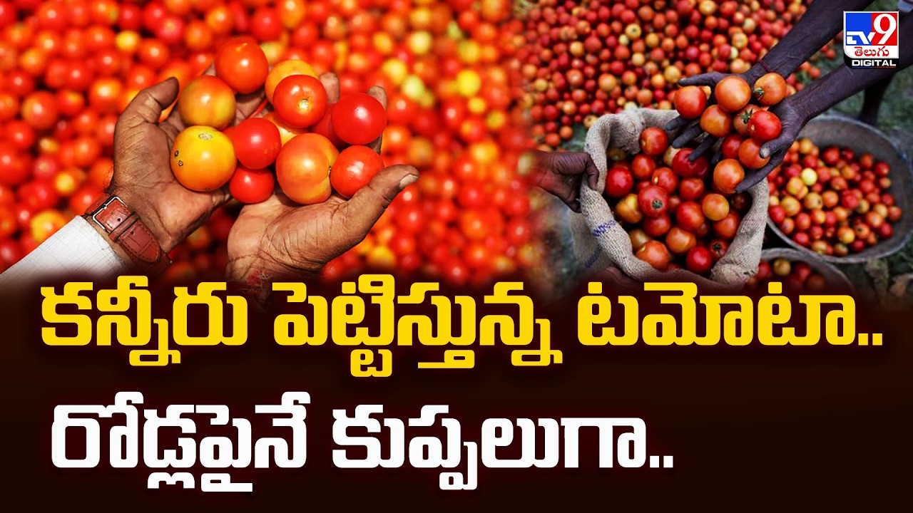 కన్నీరు పెట్టిస్తున్న టమోటా.. రోడ్లపైనే కుప్పలుగా.. | Tomato Prices Fall Down - TV9