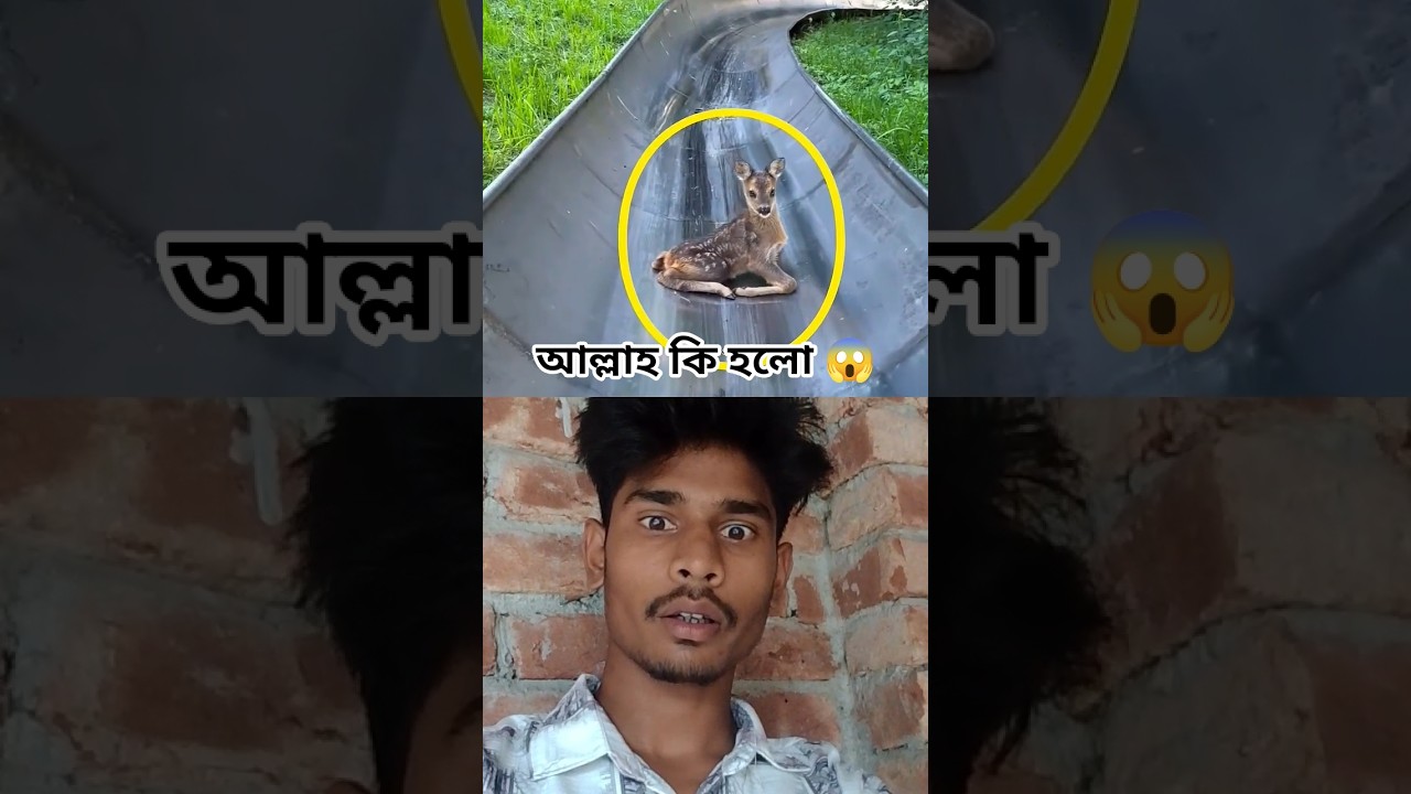 #allah #respect #video