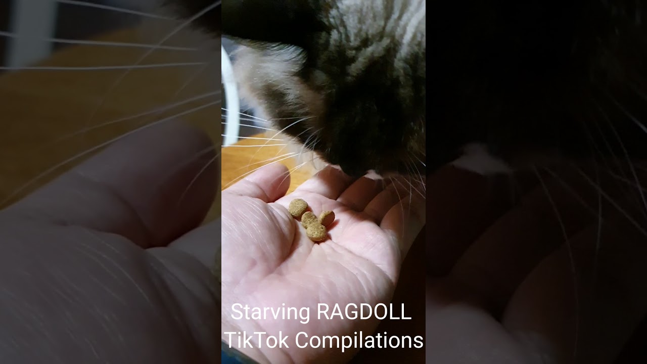 STARVING RAGDOLL 