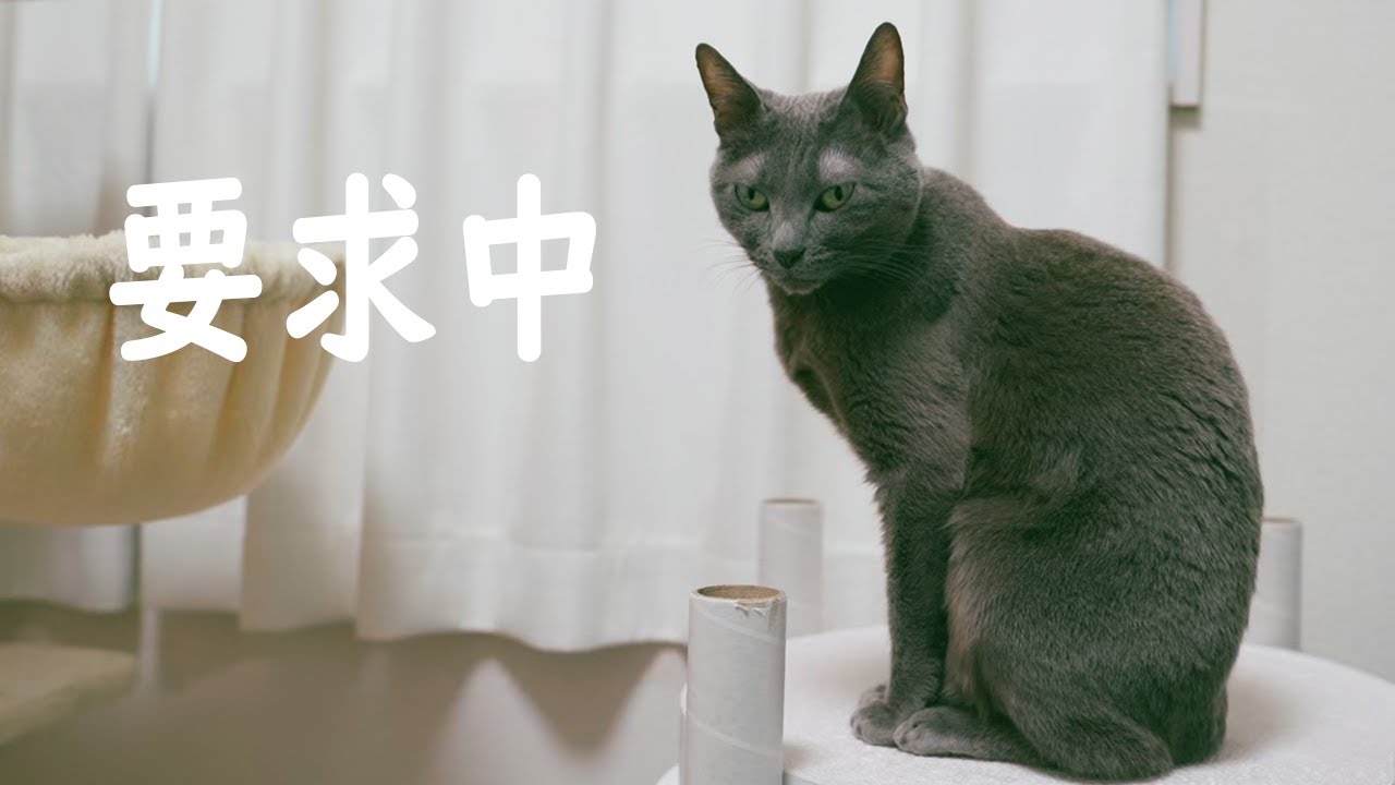 猫がパパに何かを主張しているようです【ハム・チロ・トロ】