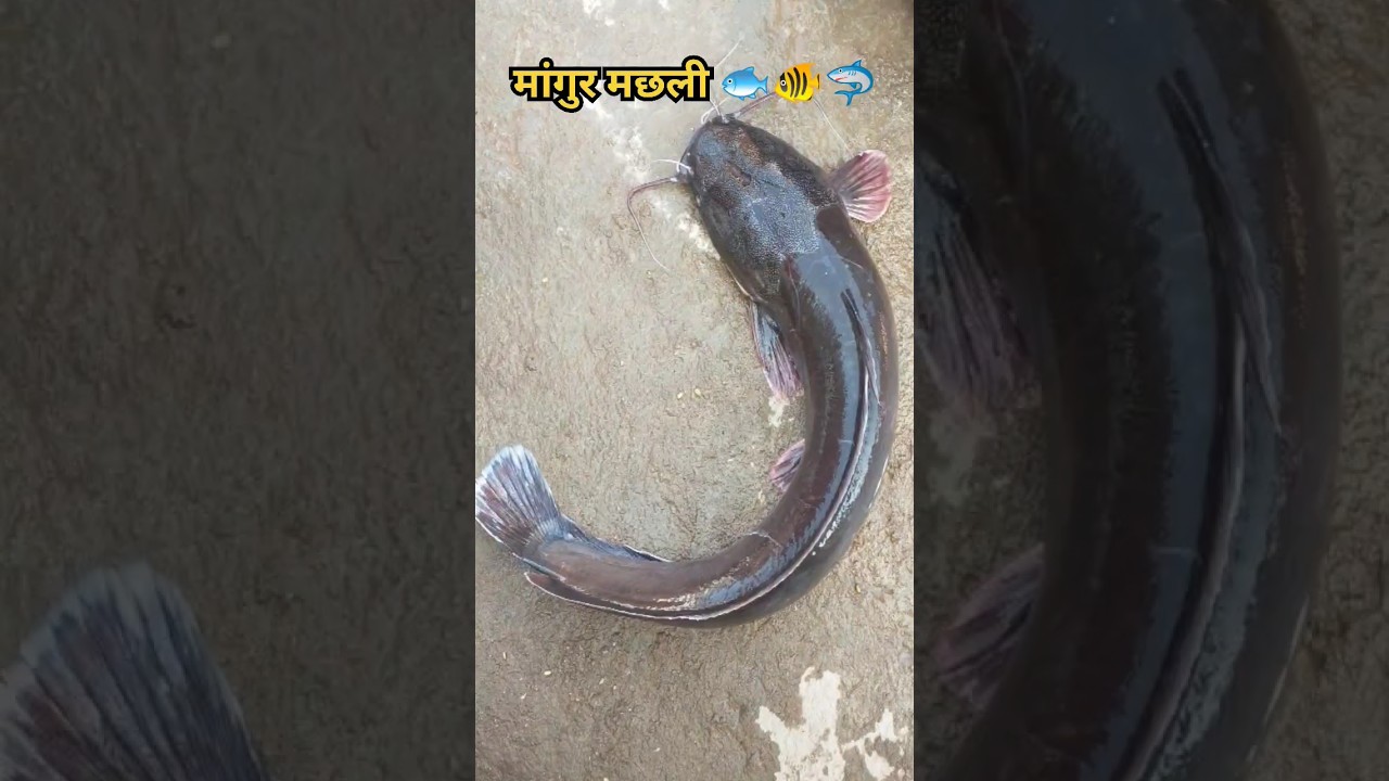 मांगुर मछली🦈🐠🐟Catfish Mangur #shortsfeed #fish
