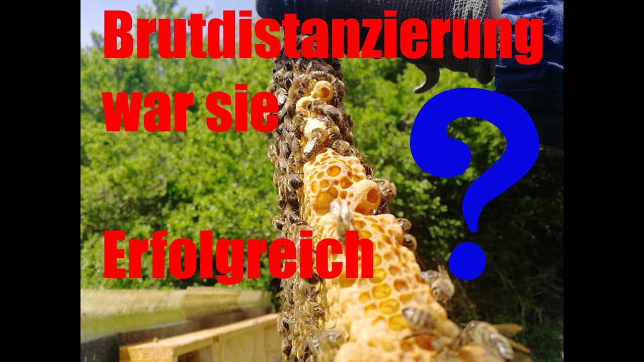 War die Brutdistanzierung, Demaree im Top Bar Hive Erfolgreich ❓❓❓ Schwarmverhinderung Bienen Imker