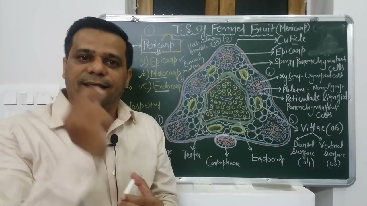 Transverse Section (T.S) of Fennel Fruit (mericarp) : Dr. Prashant Kumar Desai