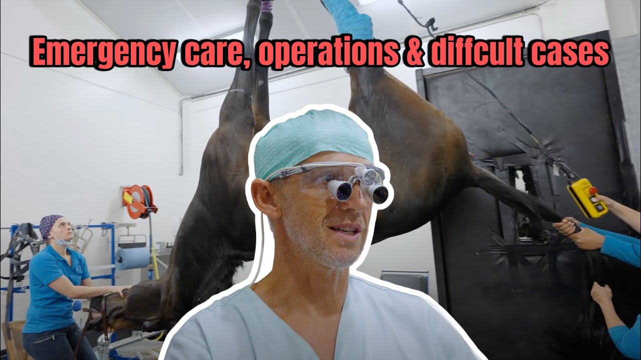 SPENDING 24 HOURS AT THE BIGGEST EQUINE CLINIC IN THE WORLD