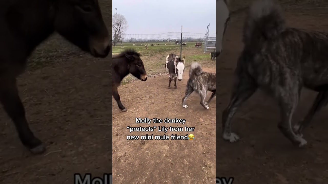 Our mini donkey thinks she is protecting our livestock guardian dog from our new mini mule 😂