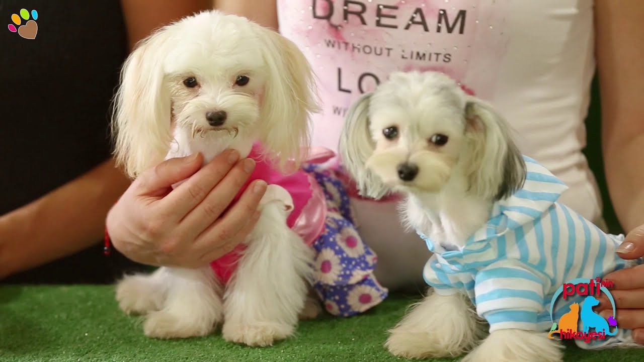 Teacup Morkie Can Paksoy anlatıyor