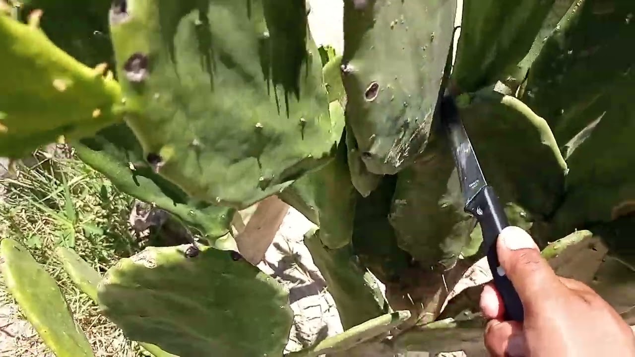 que haser para que mis nopales produscan todo el año