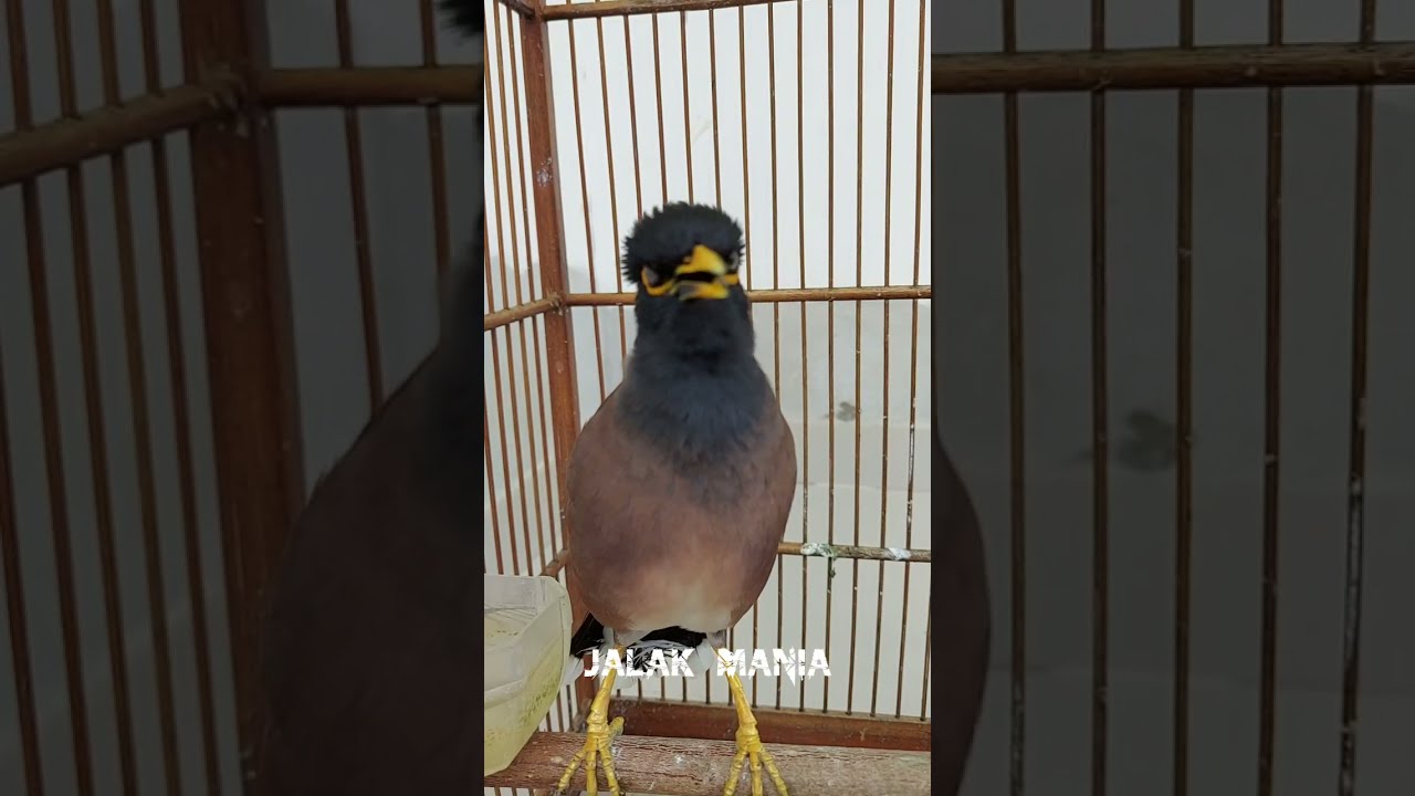 Jalak Nias Gacor Bikin Jalak Lain Nyaut
