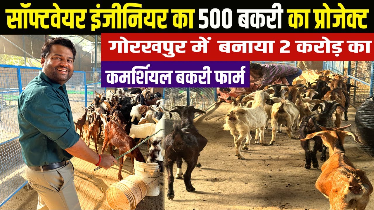500 बकरी के प्रोजेक्ट के लिए सॉफ्टवेयर इंजीनियर ने GORAKHPUR में बनाया 2 करोड़ का कमर्शियल बकरी फार्म
