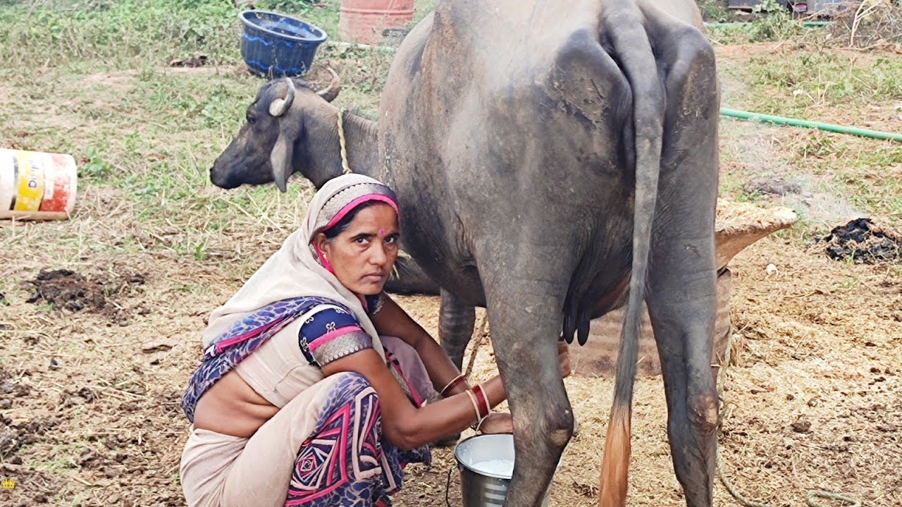 Buffalo Milking By Hand | Buffalo Milking | Milking A Buffalo By Hand In Indian Village | Milking
