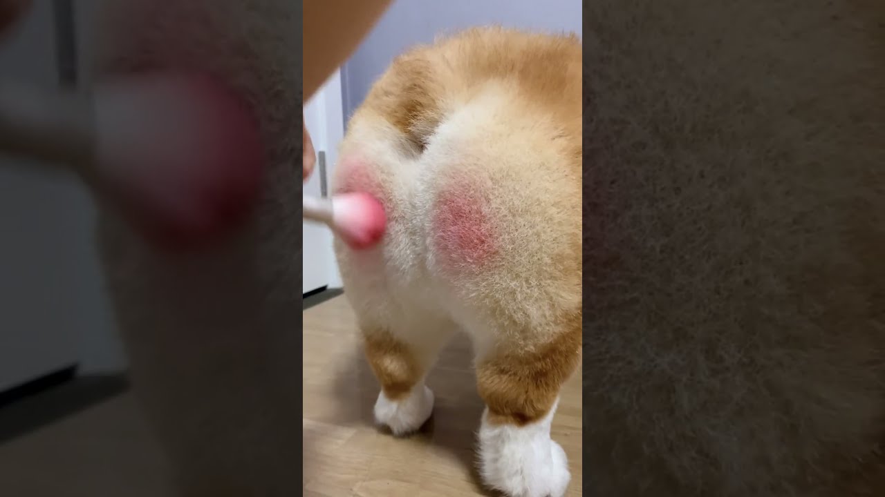 Makeup Monkey Butt