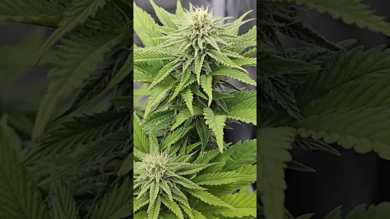 Cbd critical mass von cbd crew einmal getoppt #cbd #weed #cbdgermany #cbdcrew #criticalmass #cbdlife