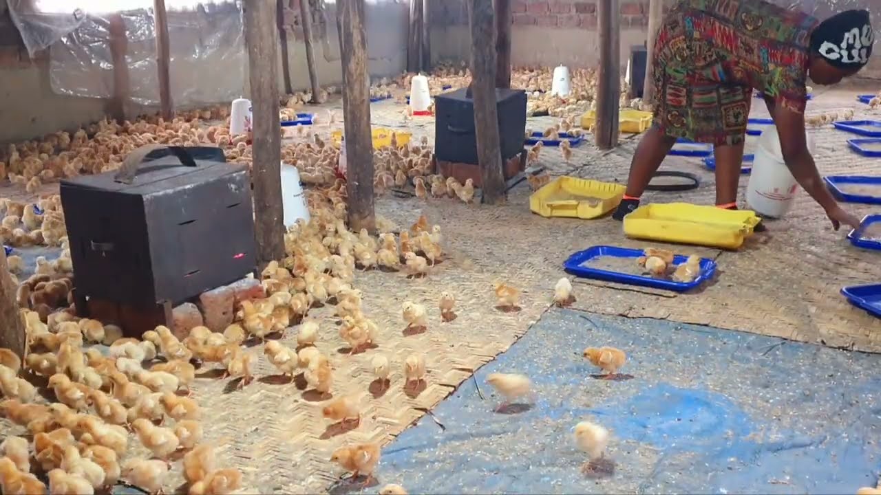 Советы по выращиванию здоровых цыплят / как начать успешный бизнес по разведению кур в домашних у...