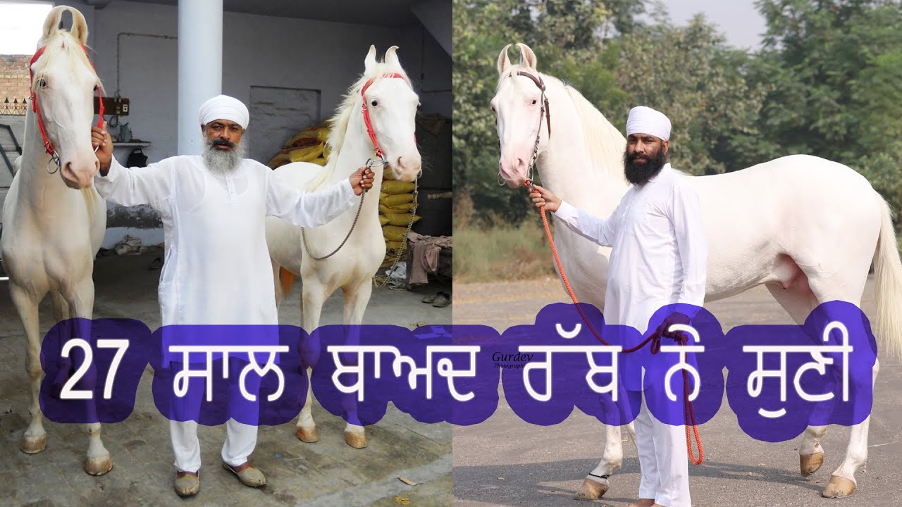 27 ਸਾਲ ਬਾਅਦ ਰੱਬ ਨੇ ਸੁਣੀ  Spotless Nukra Colt Fateh at Taj stud farm ( Horse Farm Punjab )