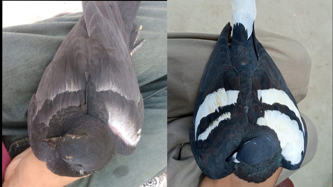 Kalay Desi Kabootar ko Gandedaar bananay ka tariqa - Gandedaar kese banain - Karachi Pigeons